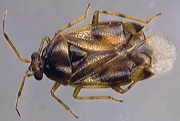 Deraeocoris lutescens